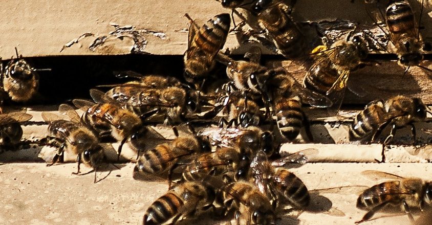 Control de abejas